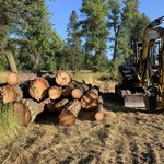 Log Deck / Merchantable Timber Sale