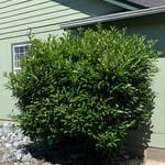 Hedge trimming
