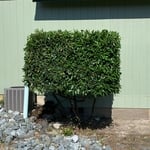 Laurel Shrub