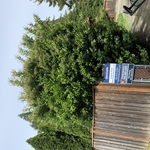 Laurel Shrub