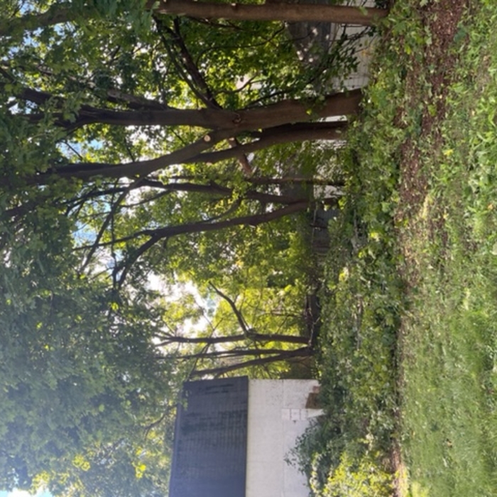 After Four Maples Trimmed
