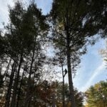 Tree Removal Services