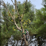 Tree Removal Services