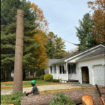 Tree Removal Services