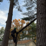 Tree Removal Services