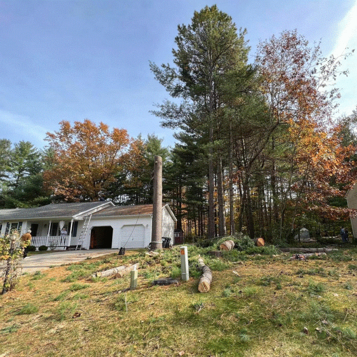 Tree Removal Services
