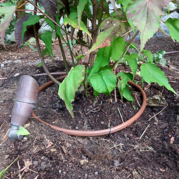 Drip Irrigation for best coverage for new plants.