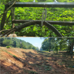 Kudzu Removal