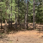 Tree removal