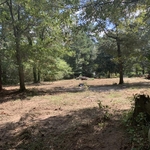 Tree removal