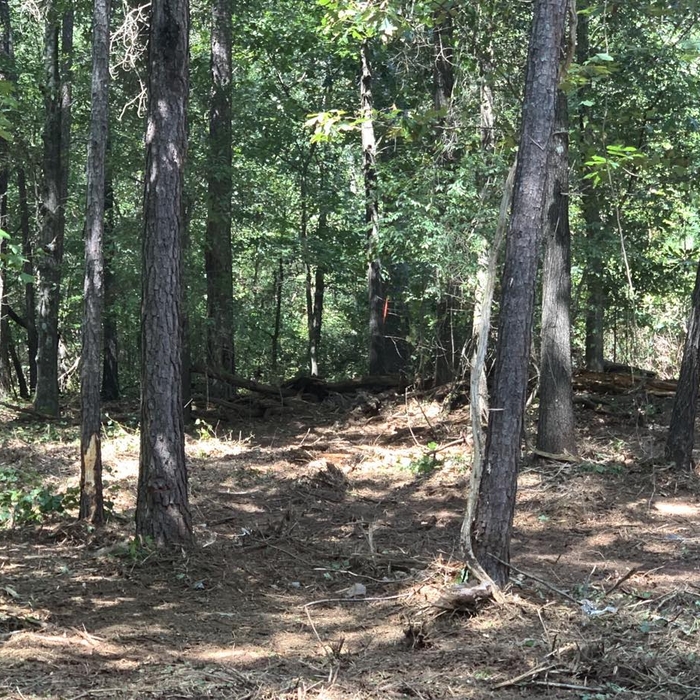 Tree removal