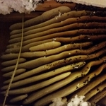 Bees