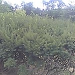 My work