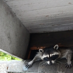 Raccoon
