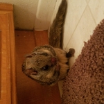 Flying squirrel loose in a bathroom