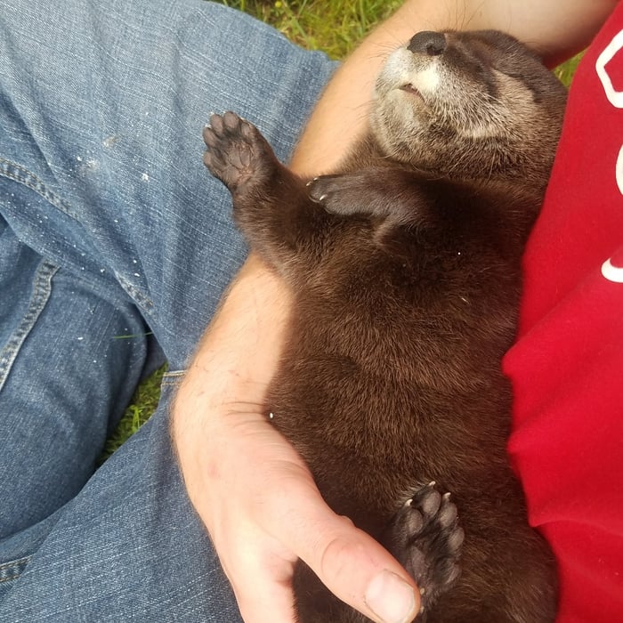 Moonshine, the baby otter