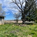 Tree and stump removal