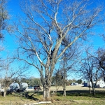 Elm Tree Removal
