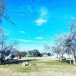 Elm Tree Removal