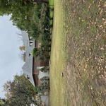 Pine Tree Removal