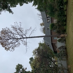 Pine Tree Removal