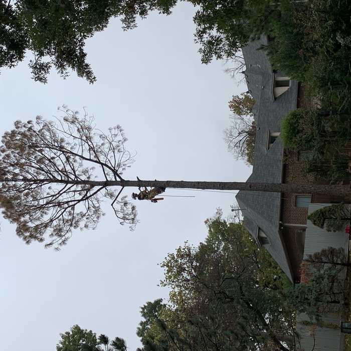 Pine Tree removal