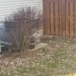 Skunk Removal