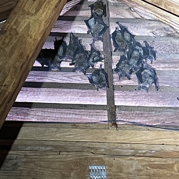 Bat Removal