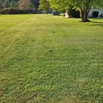 Grass