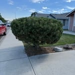 Pine Shrub After Trimming
