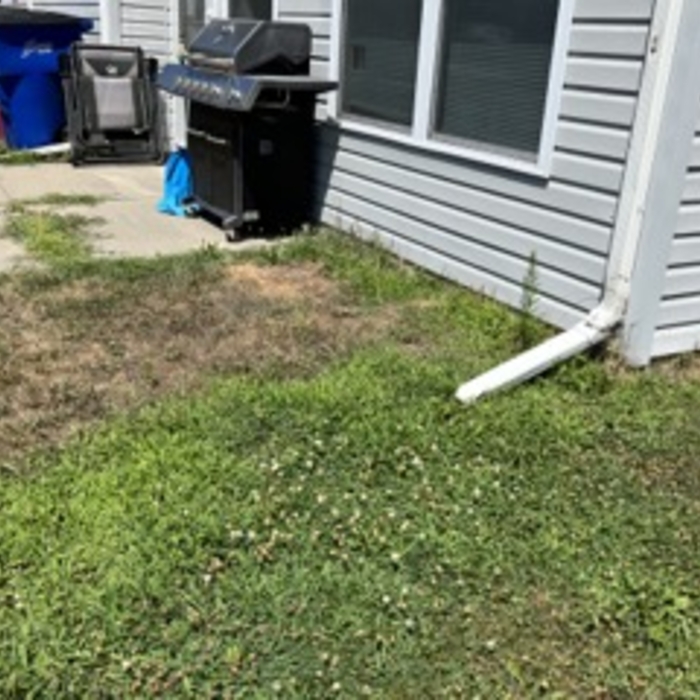 back yard