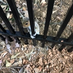 Fencing Photos