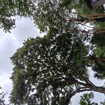 Southern Tree Solutions