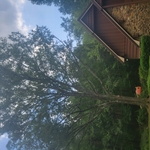 Southern Tree Solutions