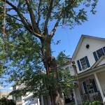 Tree removal