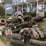 Tree removal