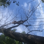 Tree removal