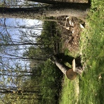 Tree removal