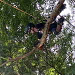 Remp's Removals and Tree Trimming