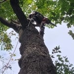Remp's Removals and Tree Trimming