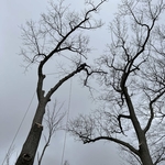 Remp's Removals and Tree Trimming