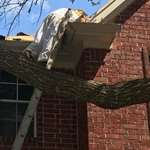 Honey Bee & Comb Removal