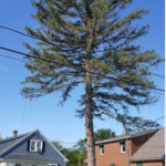 Trees