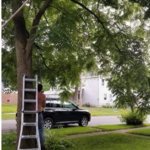 Trees