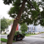 Trees
