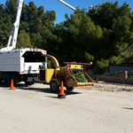 Tree Removal.