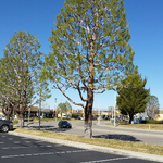 Tree Removal.