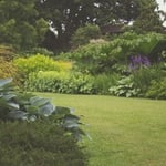 Freshly cut lawns