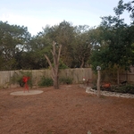 Ash Tree Removal