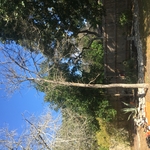 Small Tree
